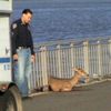 Deer Found Bound And Injured In Brooklyn Waters